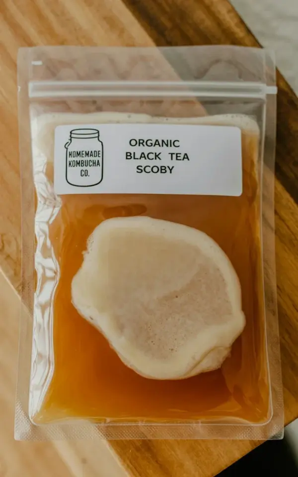 Don't Make This Kombucha SCOBY Mistake! Look for Organic Black Tea