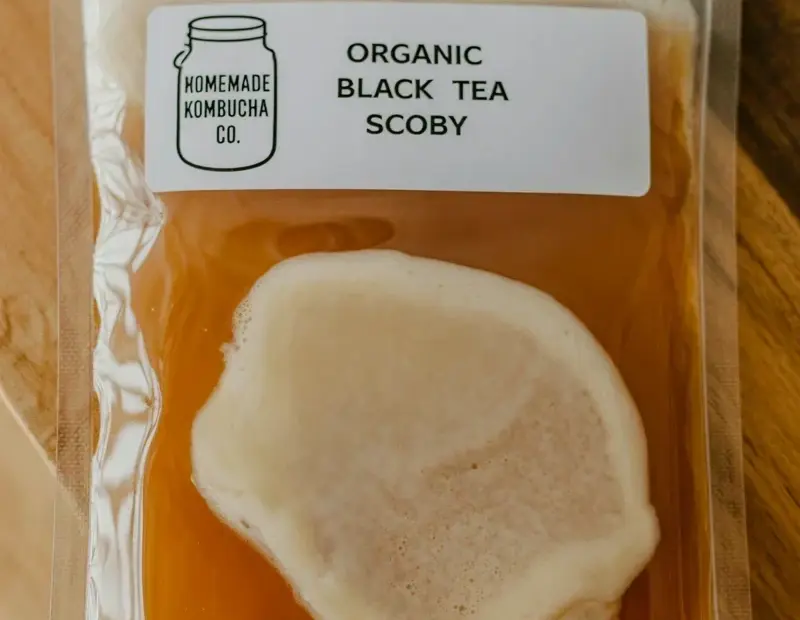 Don't Make This Kombucha SCOBY Mistake! Look for Organic Black Tea